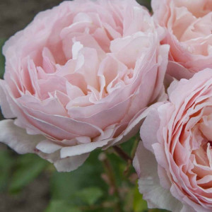 PRINESSESSA CHARLENE DE MONACO® Meidysouk